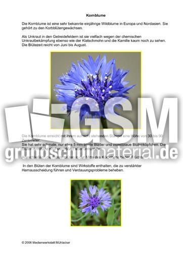 Kornblume.pdf
